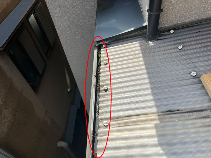 ベランダテラスの雨樋部分に土や苔が溜まり排水不良が起きている様子