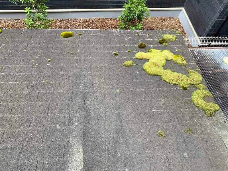 アスファルトシングルの苔